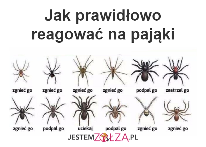 pająki