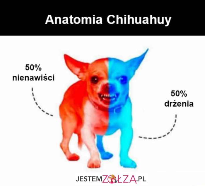 Anatomia