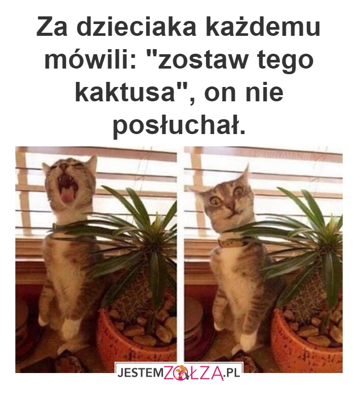 Zostaw!