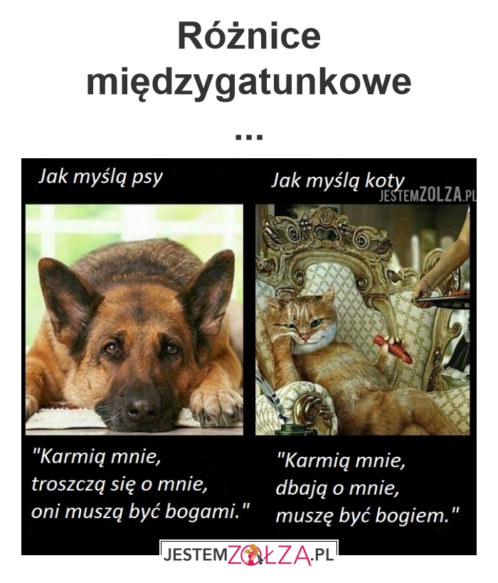 Pies i kot