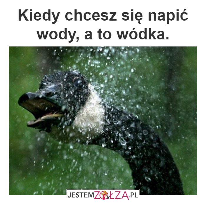 Wódka