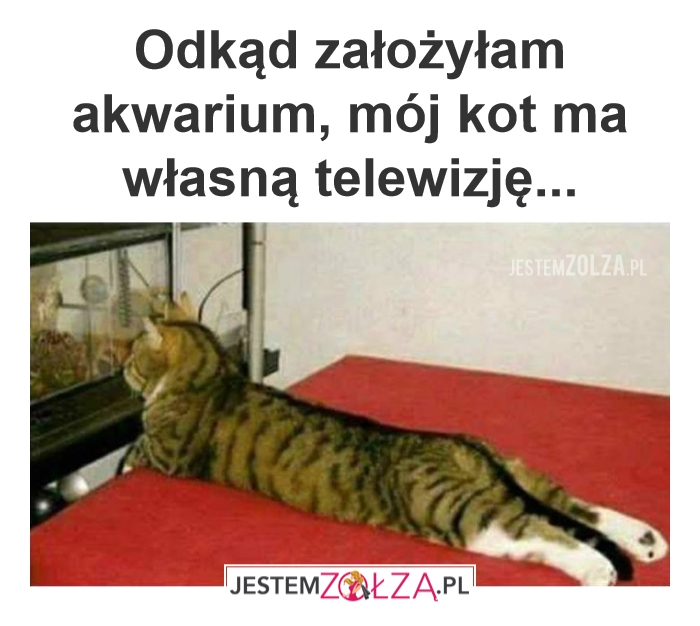 Animal Planet