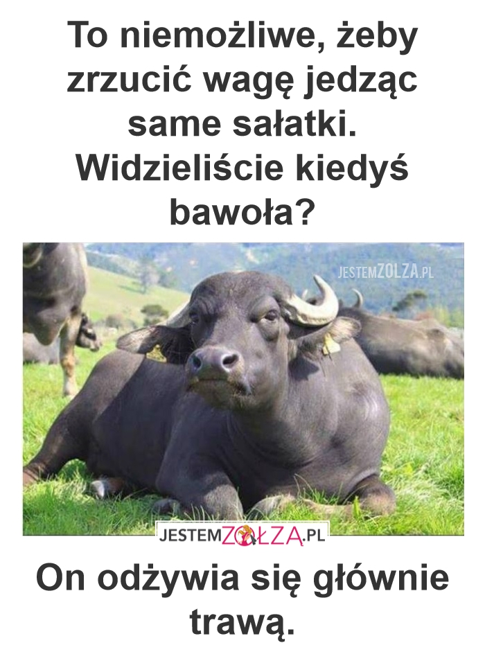 Odchudzanie