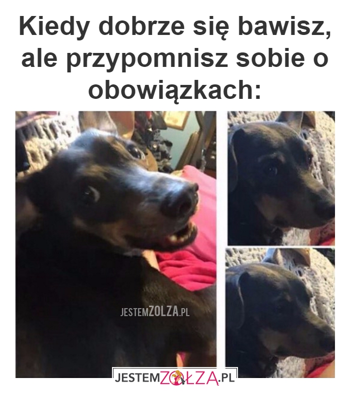 obowiązki