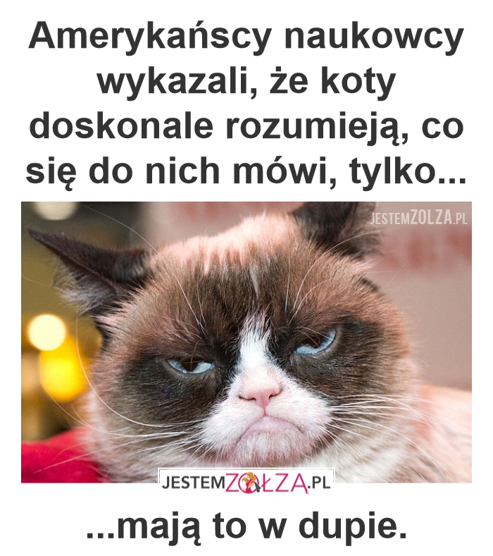 Kotek