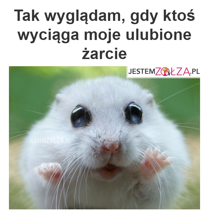 Moje ulubione żarcie