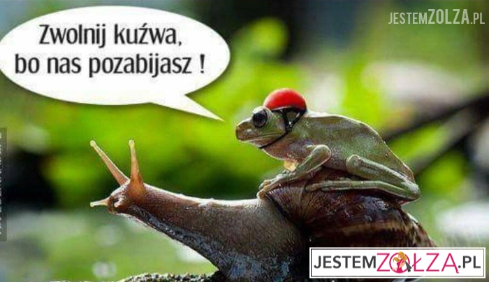 Wyścigi