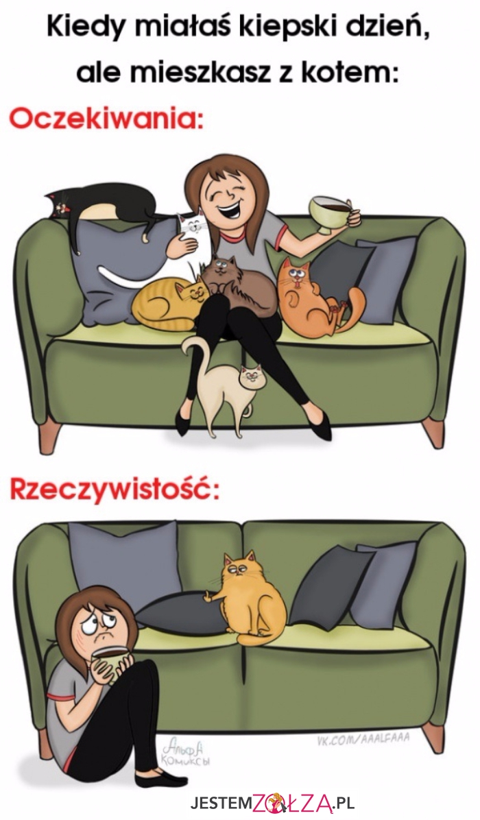 Mieszkanie z kotem