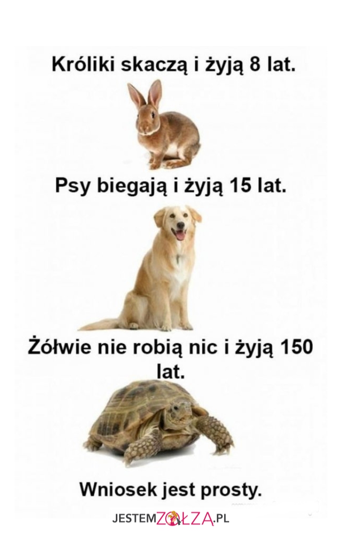 Króliki skaczą...