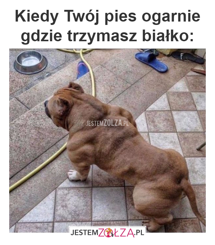 Kiedy Twój pies 