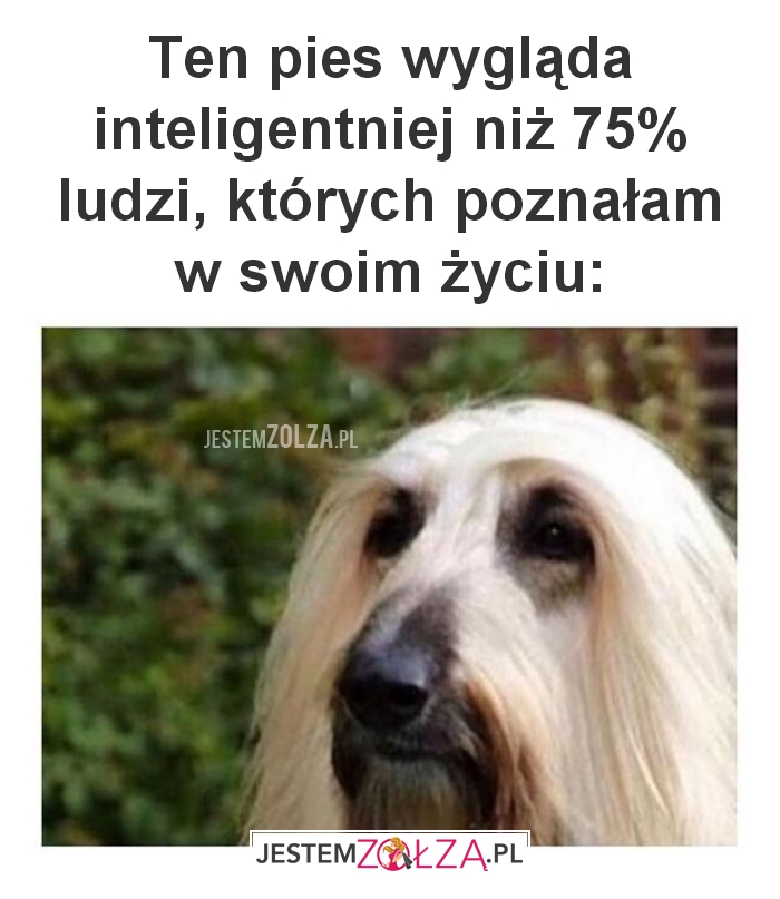 Ten pies wygląda 