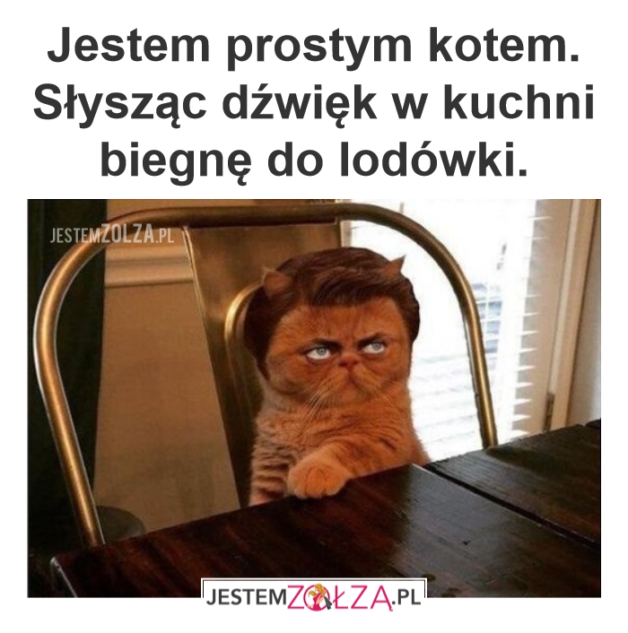 Kot