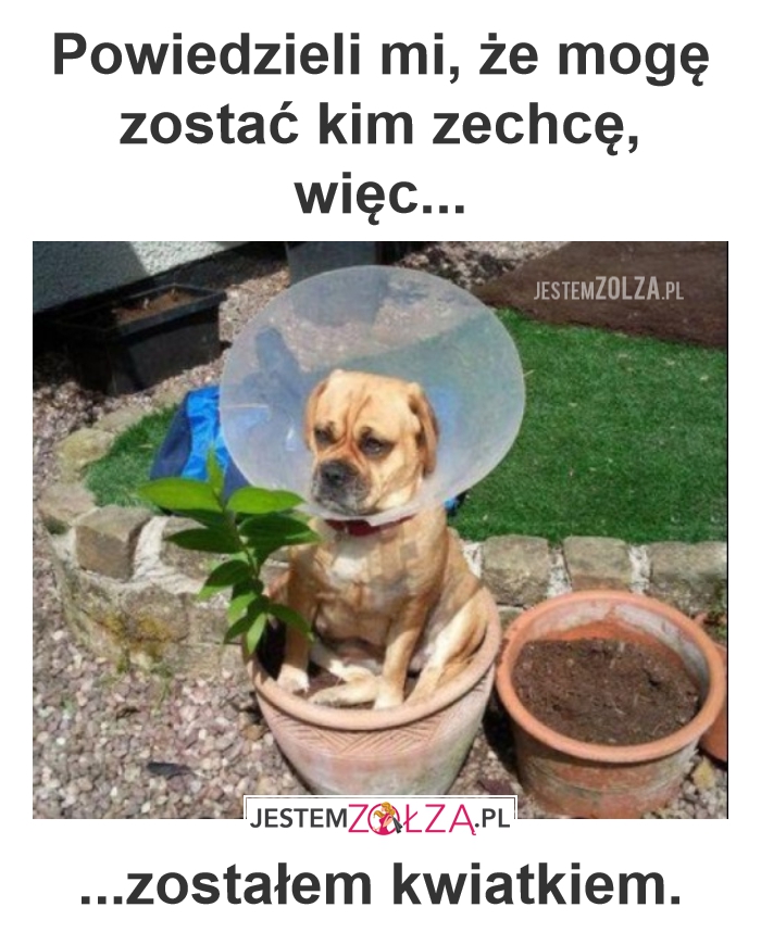 Kwiatek
