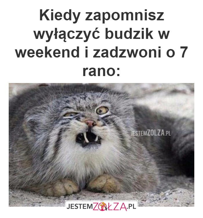 budzik