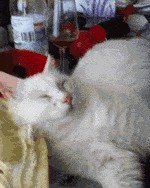 Pobudka