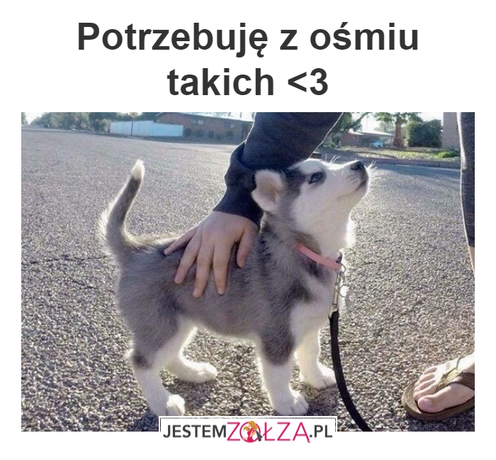 Szczeniaczek