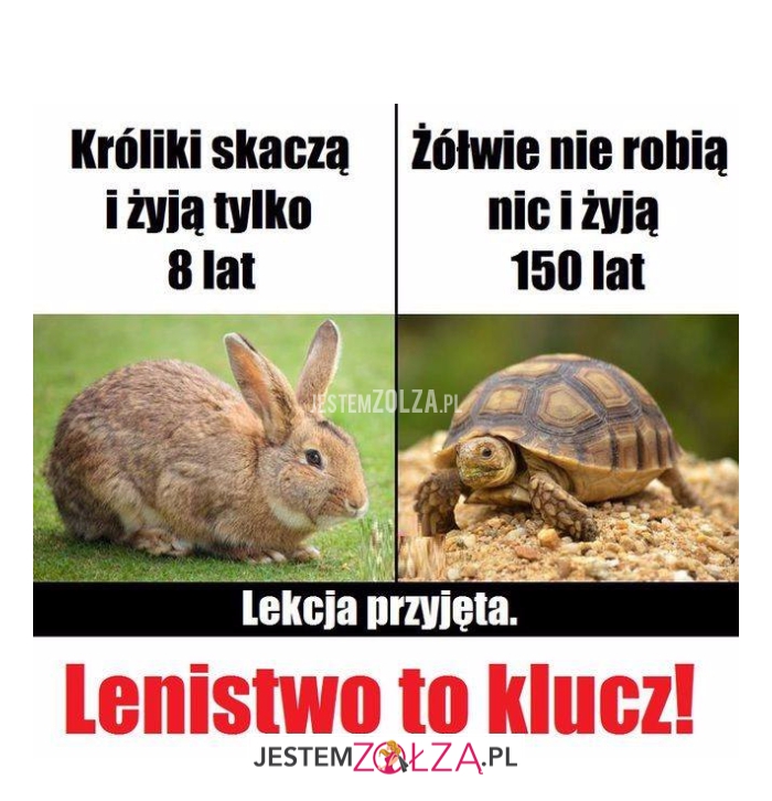 Króliki skaczą...