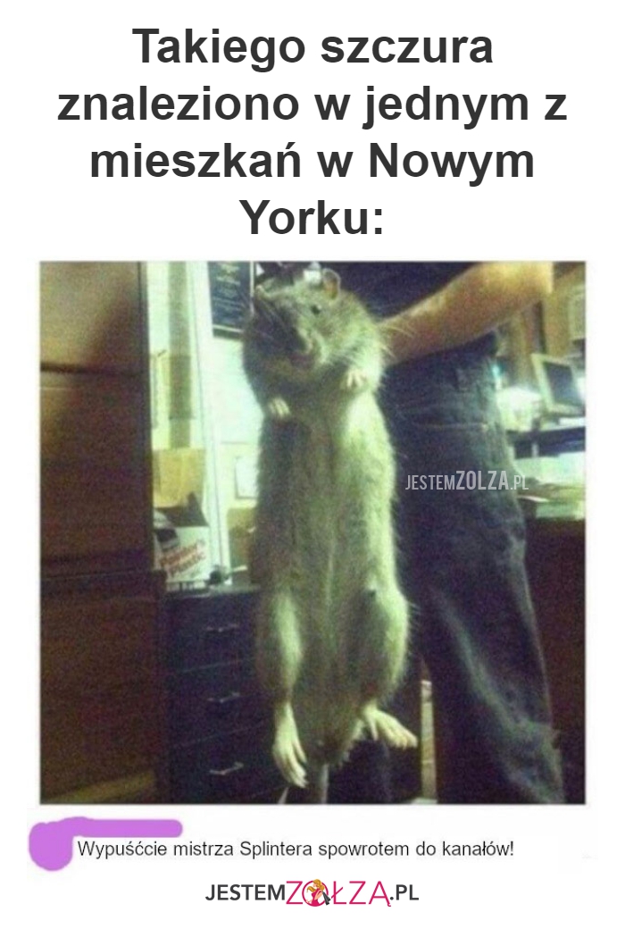 Takiego szczura