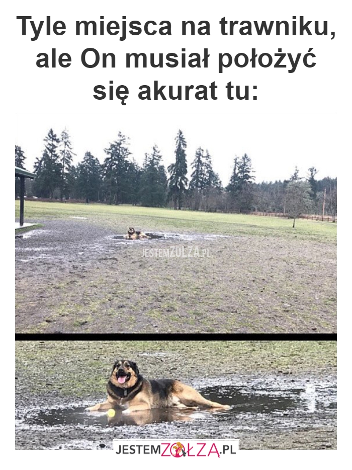 Tyle miejsca na trawniku