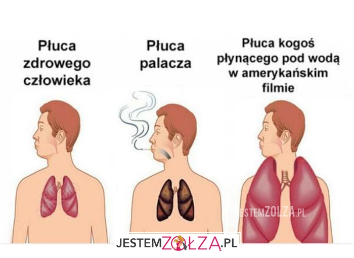 płuca