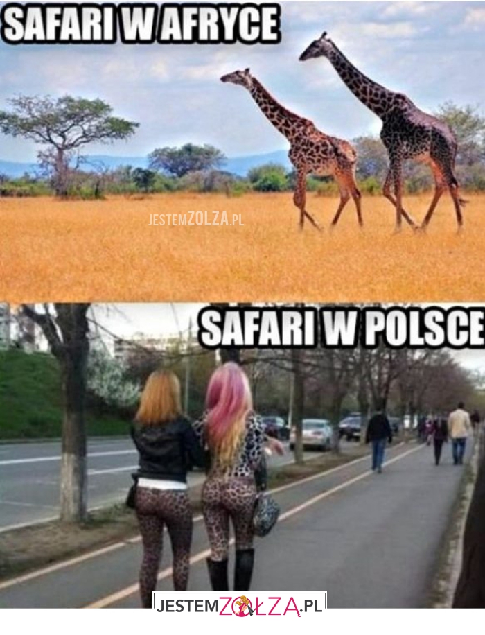 safari w afryce