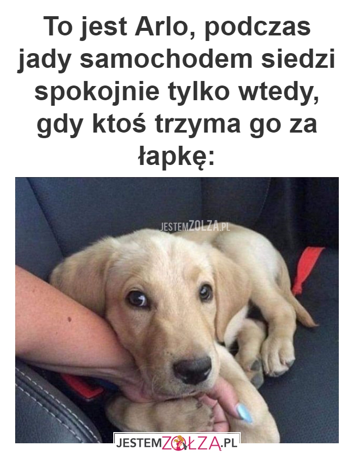 To jest Arlo
