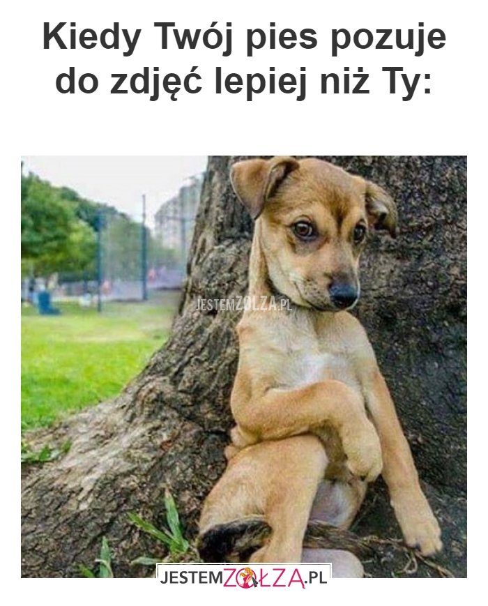 Kiedy Twój pies 