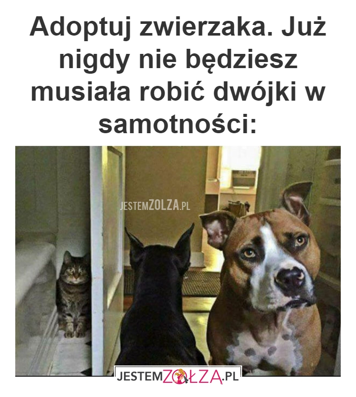 Adoptuj zwierzaka. 