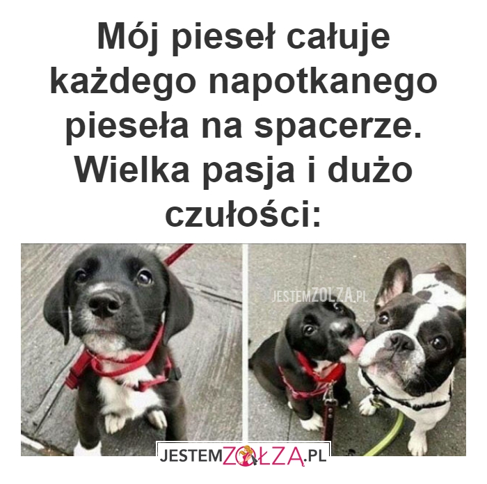 Mój pieseł całuje 