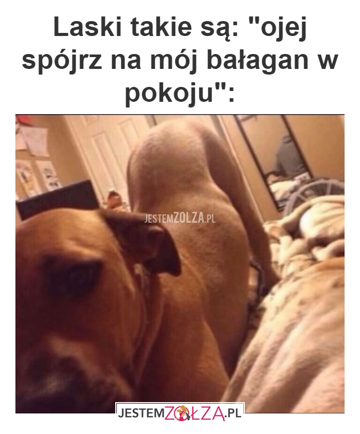 Laski takie są: 