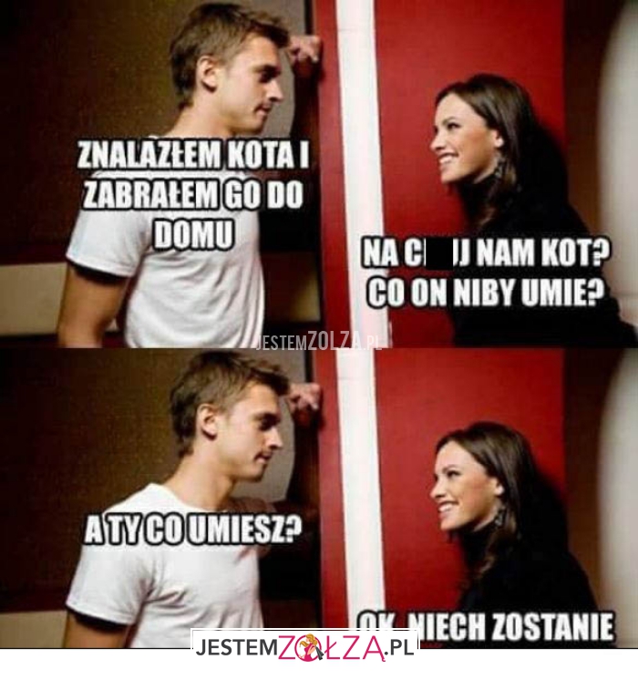 znalazłem kota