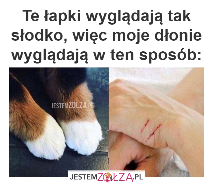 Te łapki wyglądają 