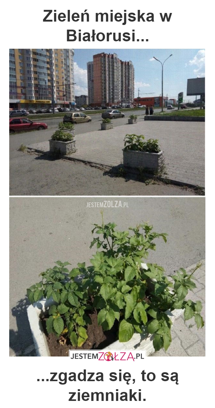 Zieleń miejsca 