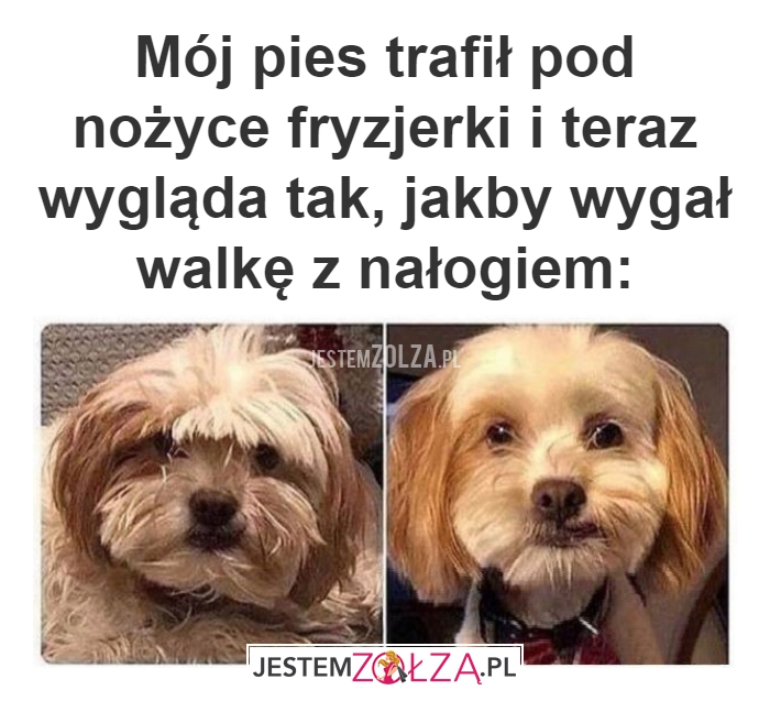 Mój pies trafił pod 