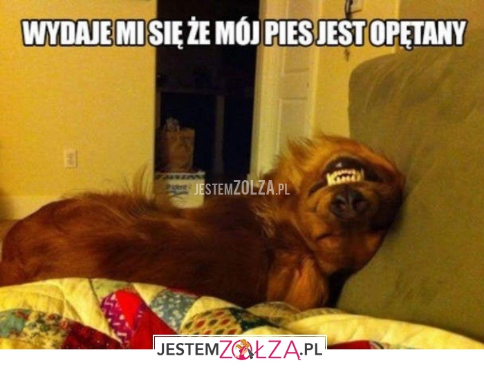 wydaje mi się