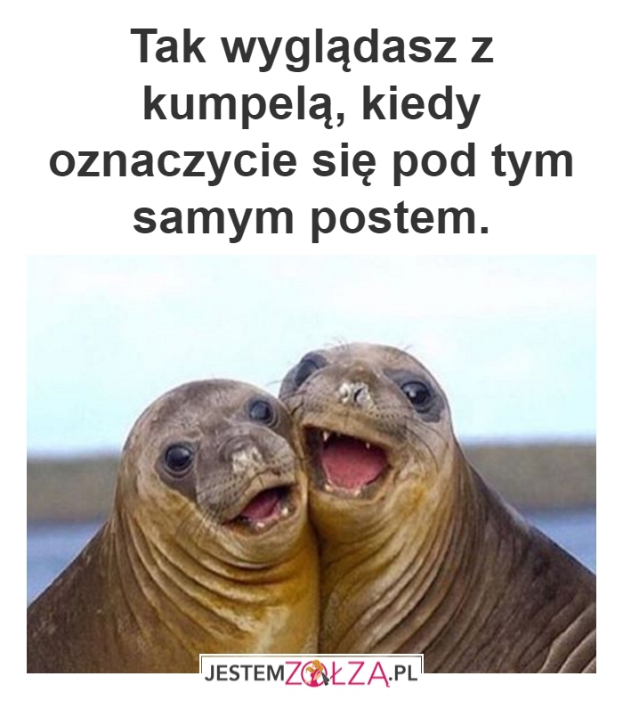 Z kumpelą