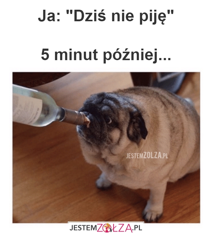 dziś nie piję