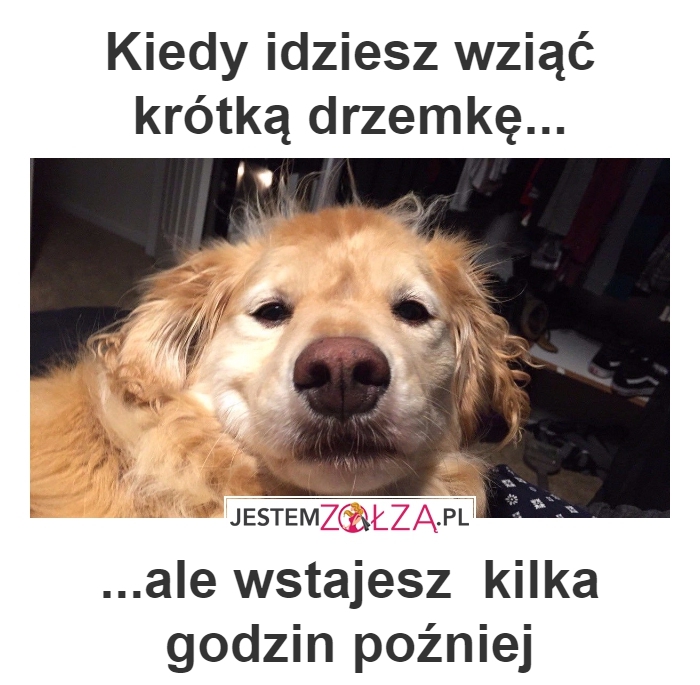 drzemka 