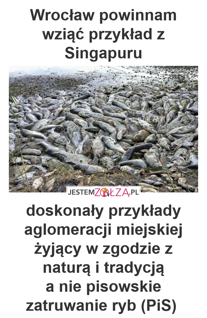 Rybia ZAGŁADA pod Wrocławiem! Śmierć z winy człowieka?
